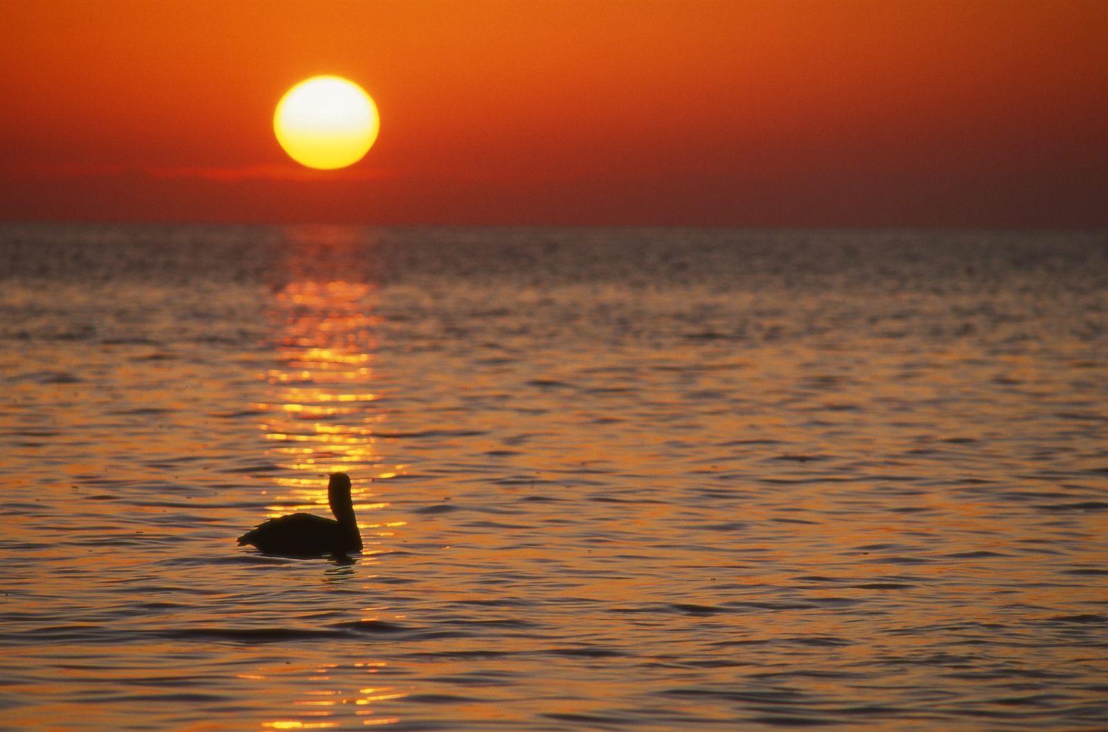 A pelican floating on calm water under an orange setting sun