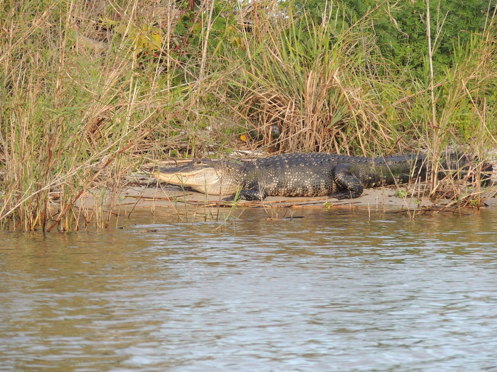 A large alligator resting on a sandy bank among tall reeds, a common sight from the boat on a day of Lake Okeechobee fishing